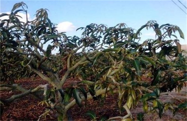 芒果冬季旺长怎么办