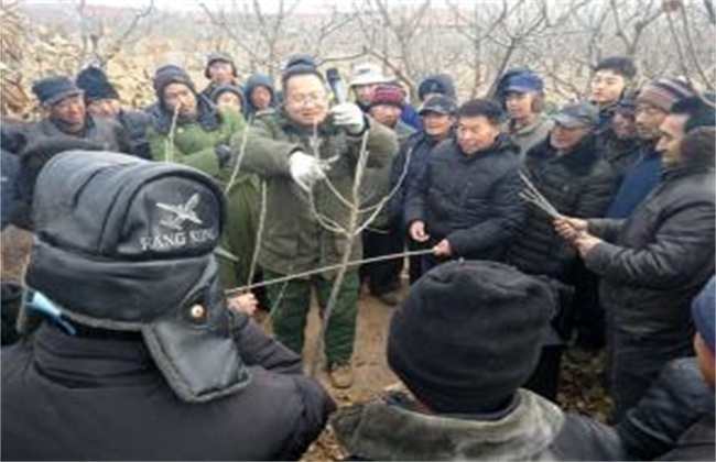 板栗的冬剪技术