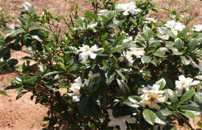 栀子花 怎样过冬