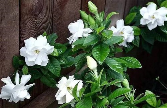 栀子花 怎样过冬