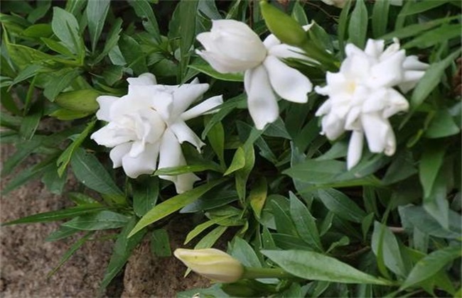 栀子花 怎样过冬
