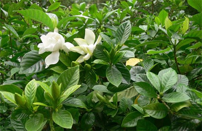 栀子花 怎样过冬