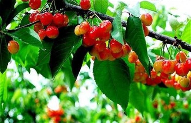 甜樱桃的施肥技术
