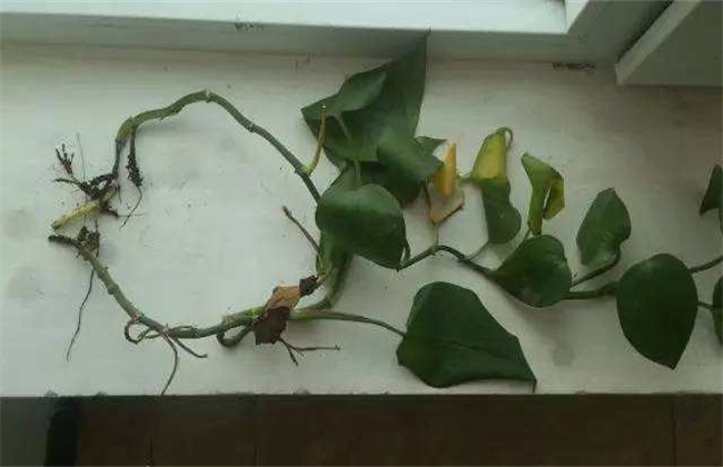冬天 绿萝烂根 怎么办