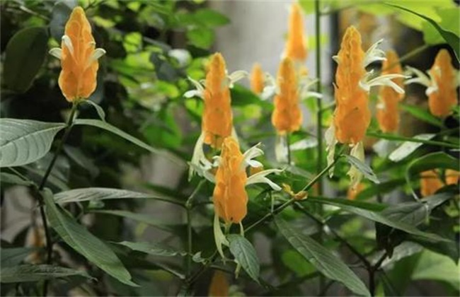 金苞花的养殖方法和注意事项