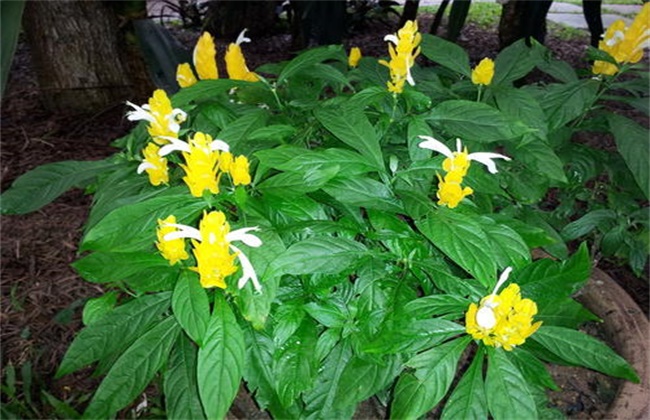 金苞花不开花原因及解决方法