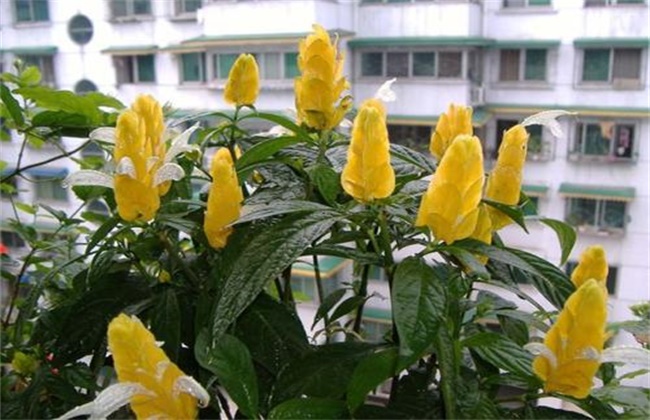 金苞花不开花原因及解决方法