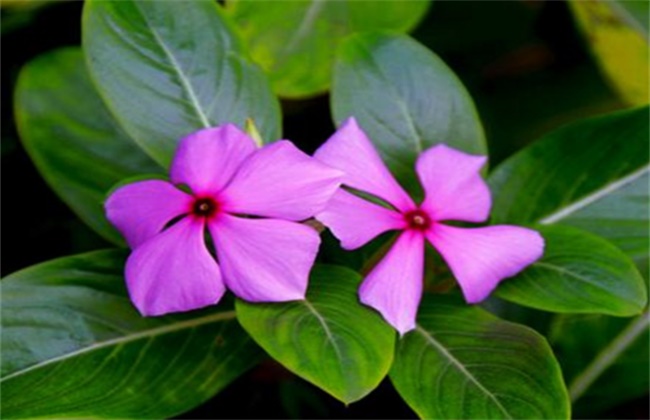 五叶梅和长春花的区别