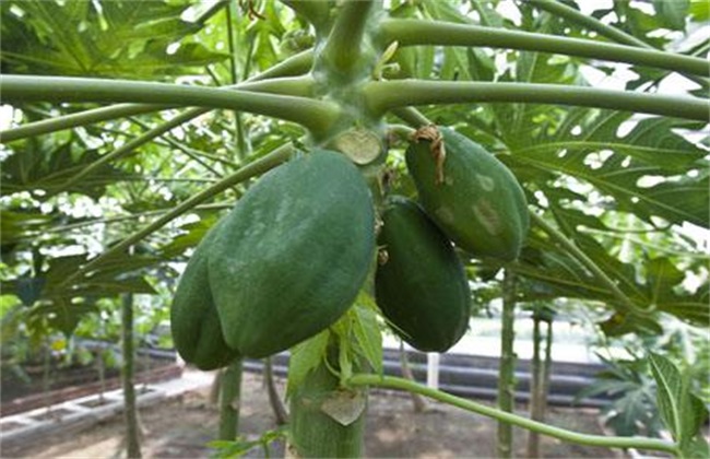 木瓜树 冬季 如何防冻害