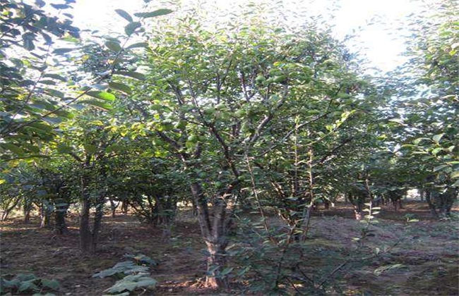 木瓜树 冬季 如何防冻害