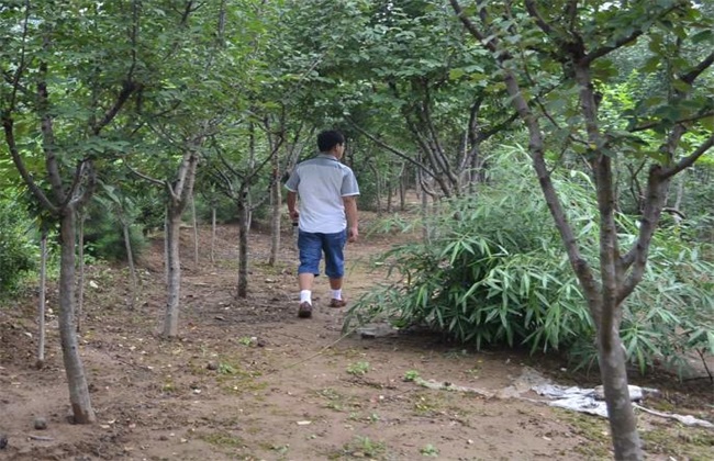 木瓜树 冬季 怎样管理