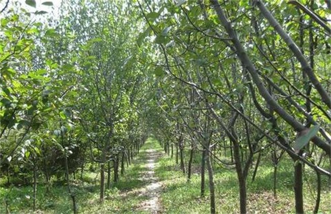木瓜树 冬季 怎样管理