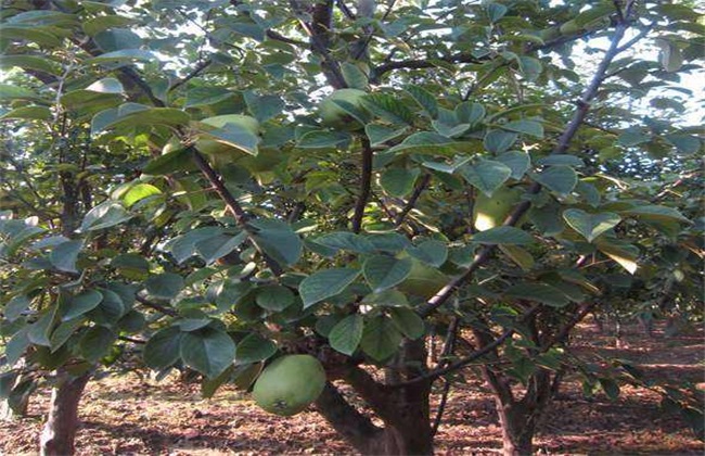 木瓜树 冬季 怎样管理