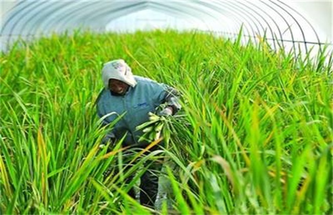 茭白纹枯病的防治方法