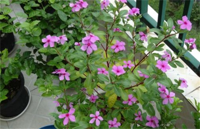 长春花 播种方法