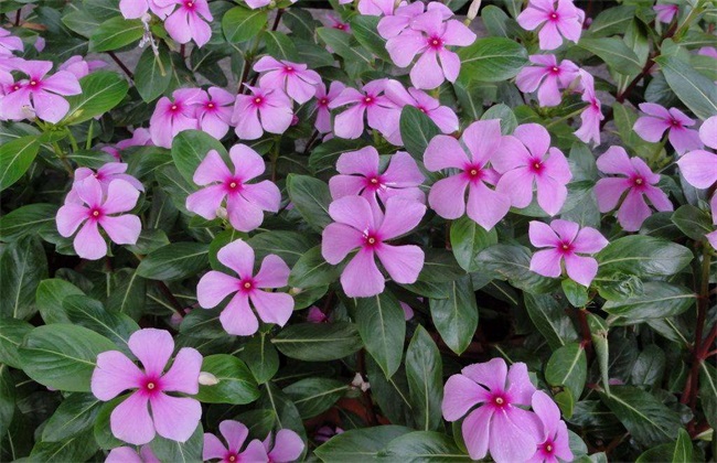 长春花 播种方法