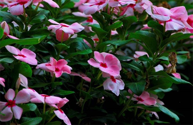 长春花 播种方法