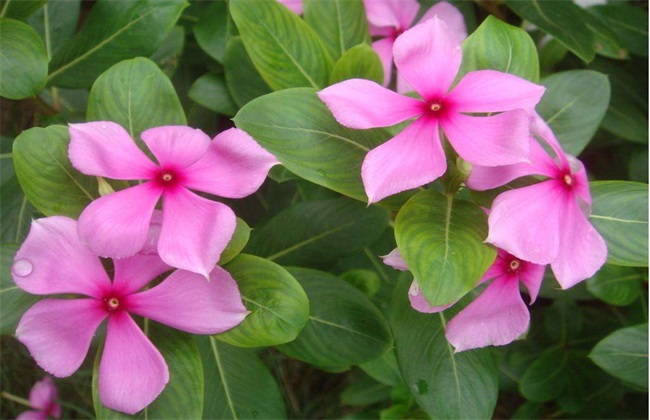 长春花 播种方法