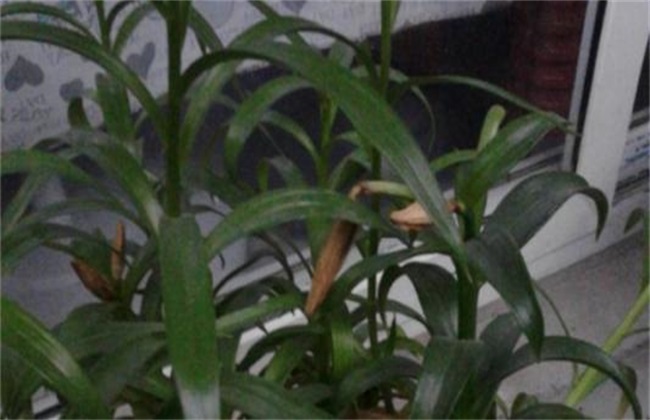 百合不开花 什么原因