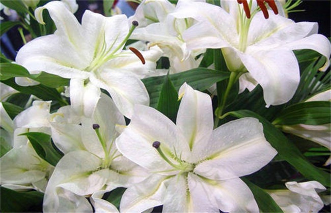 百合不开花 什么原因