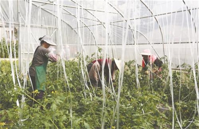大棚种植圣女果如何提高产量