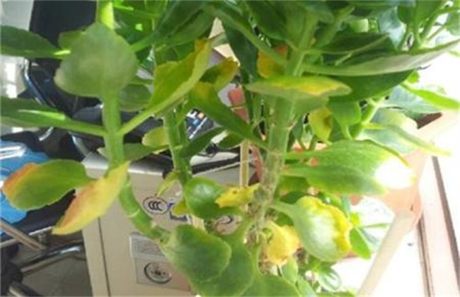 长寿花 叶子变软 怎么回事