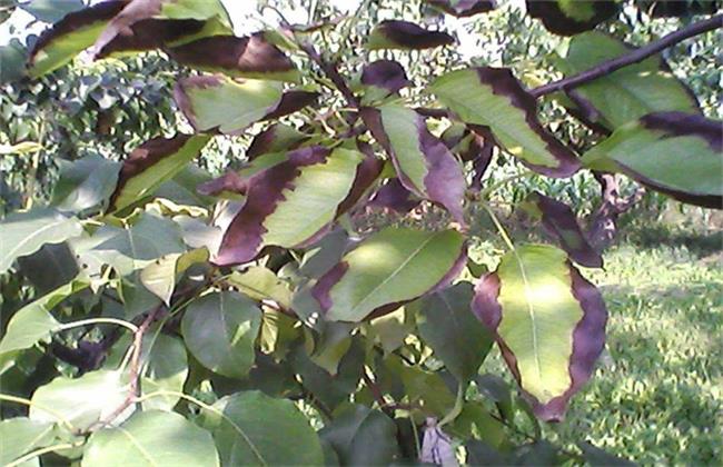 梨树如何疏花疏果