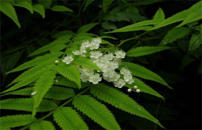 珍珠梅怎么不开花