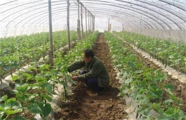 大棚蔬菜死苗解决方法