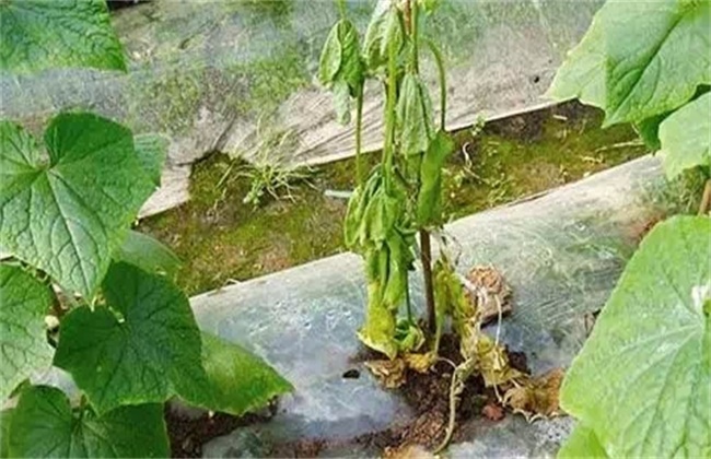 大棚蔬菜死苗解决方法