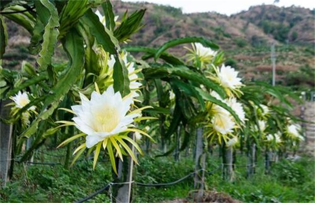 火龙果花期管理要点