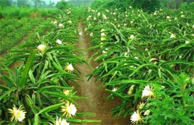 火龙果花期管理要点
