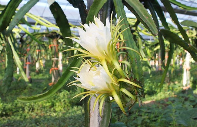 火龙果花期管理要点