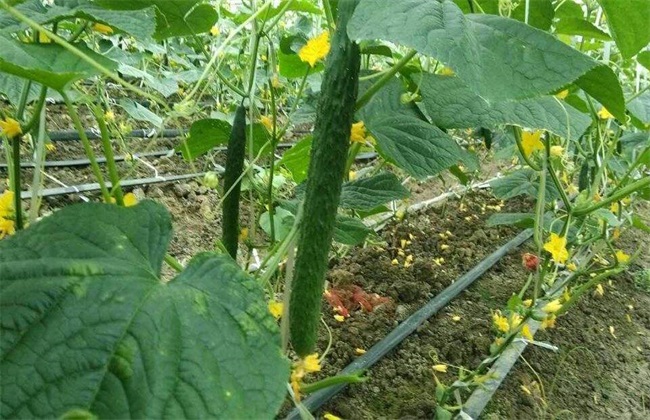 大棚黄瓜 留瓜技术