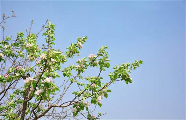 苹果春季管理要点