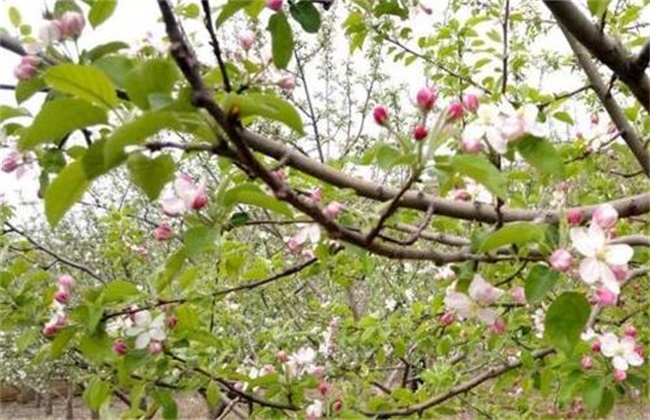 苹果春季管理要点