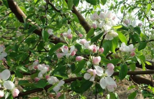 苹果春季管理要点