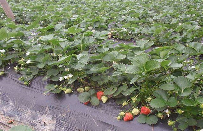 草莓二茬果断茬原因及解决方法