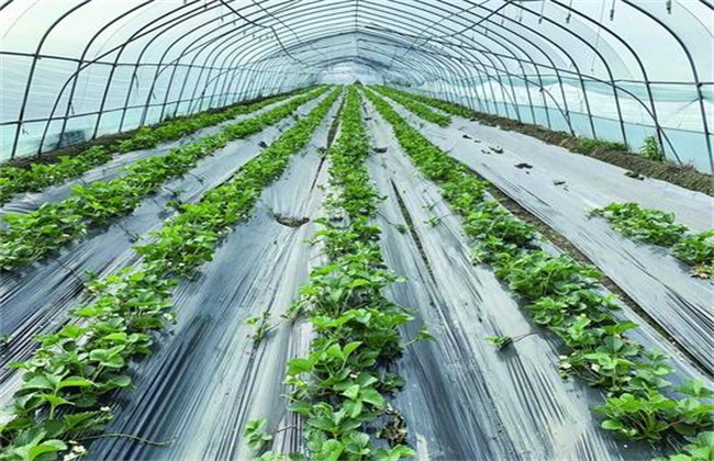 草莓二茬果断茬原因及解决方法