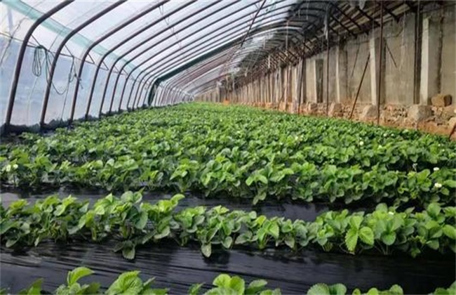 草莓二茬果断茬原因及解决方法