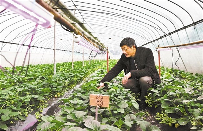 冬季大棚草莓如何补光