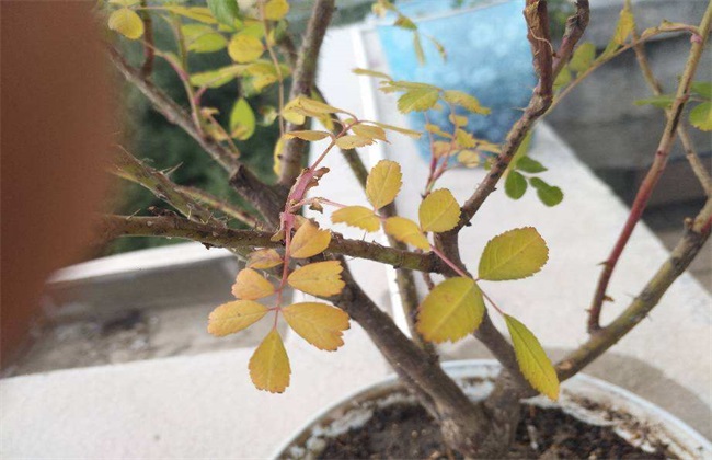 玫瑰花 叶子干枯 什么原因