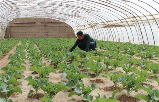 早春蔬菜定植前后管理要点