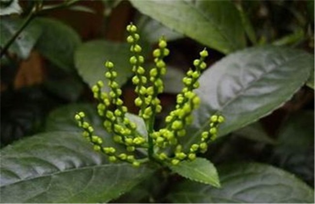 金粟兰 养殖方法