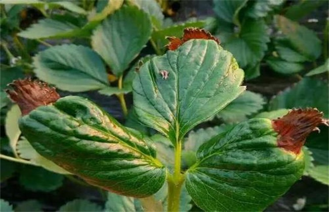 草莓叶片干枯原因及解决方法