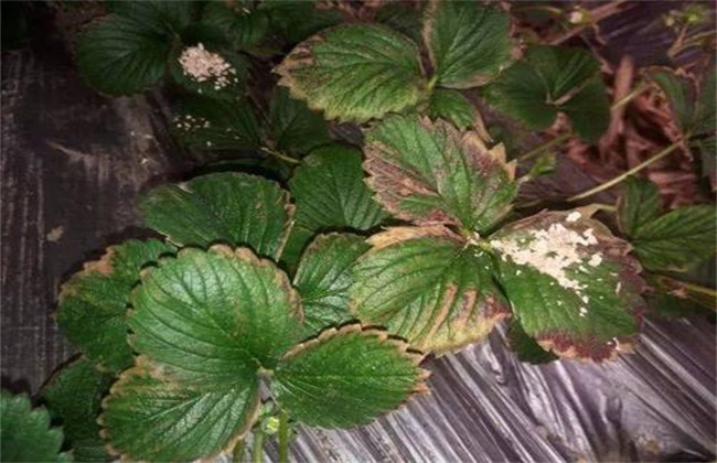 草莓叶片干枯原因及解决方法