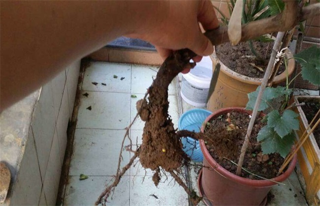 葡萄僵苗 如何处理