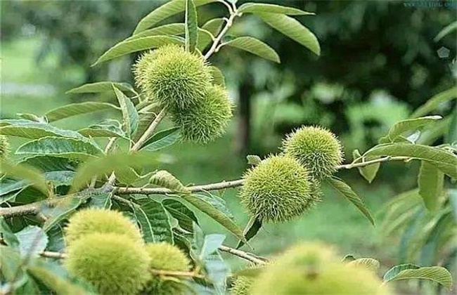 板栗盛果期管理要点