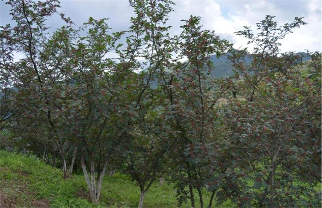 花椒树拉枝 最佳时间