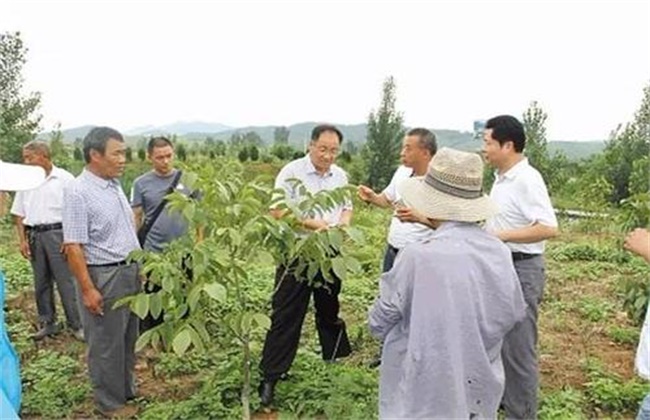 核桃春季管理技术